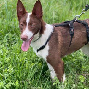 Podenco Christine, 02/2025, ca. 45 cm