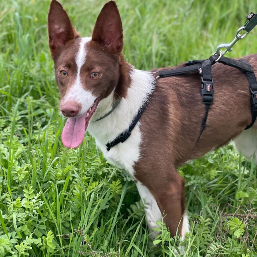 Podenco Christine, 02/2025, ca. 45 cm