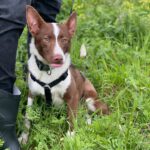 Podenco Christine, 02/2025, ca. 45 cm