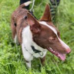 Podenco Christine, 02/2025, ca. 45 cm