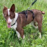 Podenco Christine, 02/2025, ca. 45 cm