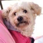 Malteser Cindy, ca. 06/2023, ca. 28 cm, 29690 Büchten