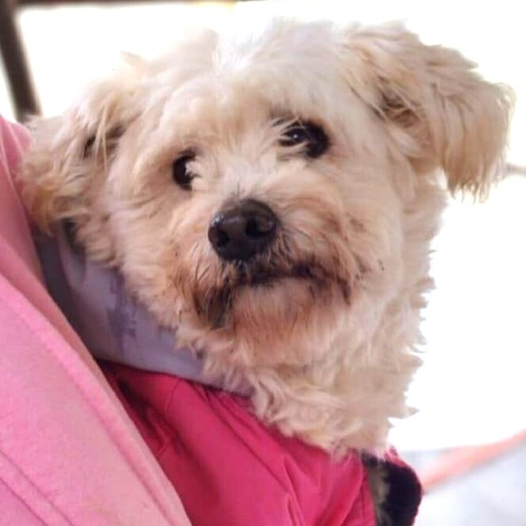 Malteser Cindy, ca. 06/2023, ca. 28 cm, 29690 Büchten