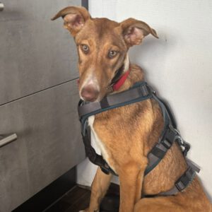 Galgo-Mischling Clara, 10/2025, Endgröße ca. 60 cm, 49584 Fürstenau