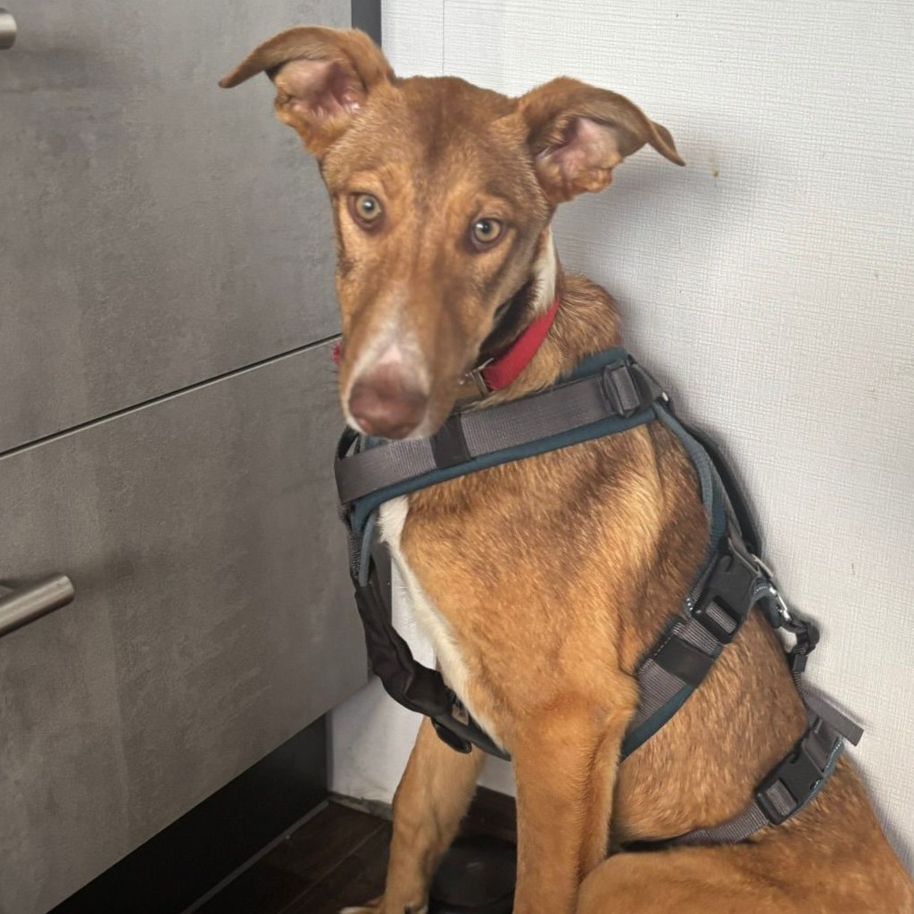 Galgo-Mischling Clara, 10/2025, Endgröße ca. 60 cm, 49584 Fürstenau