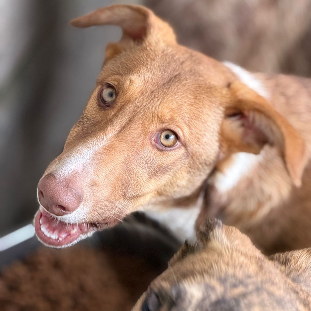 Collie Galgo Mischling Clara, 10/2025, Endgröße ca. 57 cm