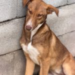 Collie Galgo Mischling Clara, 10/2025, Endgröße ca. 57 cm