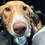 Galgo-Mischling Clara, 10/2025, Endgröße ca. 60 cm, 49584 Fürstenau