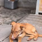 Collie Galgo Mischling Clara, 10/2025, Endgröße ca. 57 cm