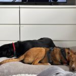 Galgo-Mischling Clara, 10/2025, Endgröße ca. 60 cm, 49584 Fürstenau