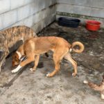 Collie Galgo Mischling Clara, 10/2025, Endgröße ca. 57 cm