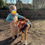 Galgo-Mischling Clara, 10/2025, Endgröße ca. 60 cm, 49584 Fürstenau