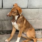 Collie Galgo Mischling Clara, 10/2025, Endgröße ca. 57 cm