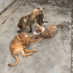 Collie Galgo Mischling Clara, 10/2025, Endgröße ca. 57 cm