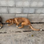 Collie Galgo Mischling Clara, 10/2025, Endgröße ca. 57 cm