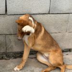 Collie Galgo Mischling Clara, 10/2025, Endgröße ca. 57 cm