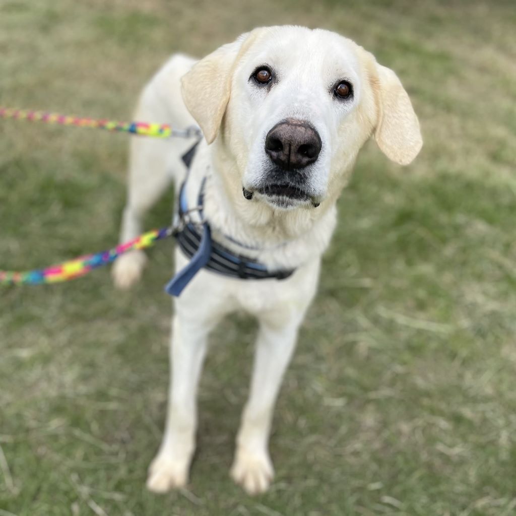 Mischling Coco, 02/2020, ca. 68 cm, 63654 Büdingen