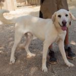 Mischling Coco, 02/2020, ca. 68 cm, 63654 Büdingen