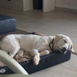 Mischling Coco, 02/2020, ca. 68 cm, 63654 Büdingen