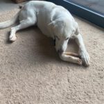 Mischling Coco, 02/2020, ca. 68 cm, 63654 Büdingen