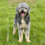 Wasserhund Coco, 04/2020, ca. 48 cm