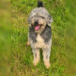 Wasserhund Coco, 04/2020, ca. 48 cm