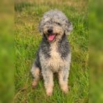 Wasserhund Coco, 04/2020, ca. 48 cm