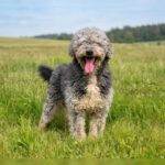 Wasserhund Coco, 04/2020, ca. 48 cm