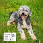 Wasserhund Coco, 04/2020, ca. 48 cm