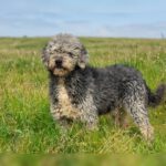 Wasserhund Coco, 04/2020, ca. 48 cm