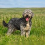 Wasserhund Coco, 04/2020, ca. 48 cm