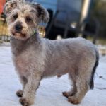 Maltester-Pudel-Mischling Codo, ca. 06/2023, ca. 27 cm, 29690 Büchten