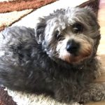 Maltester-Pudel-Mischling Codo, ca. 06/2023, ca. 27 cm, 29690 Büchten