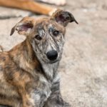 Collie Galgo Mischling Connar, 10/2025, Endgröße ca.60 cm