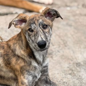 Collie Galgo Mischling Connar, 10/2025, Endgröße ca. 57 cm