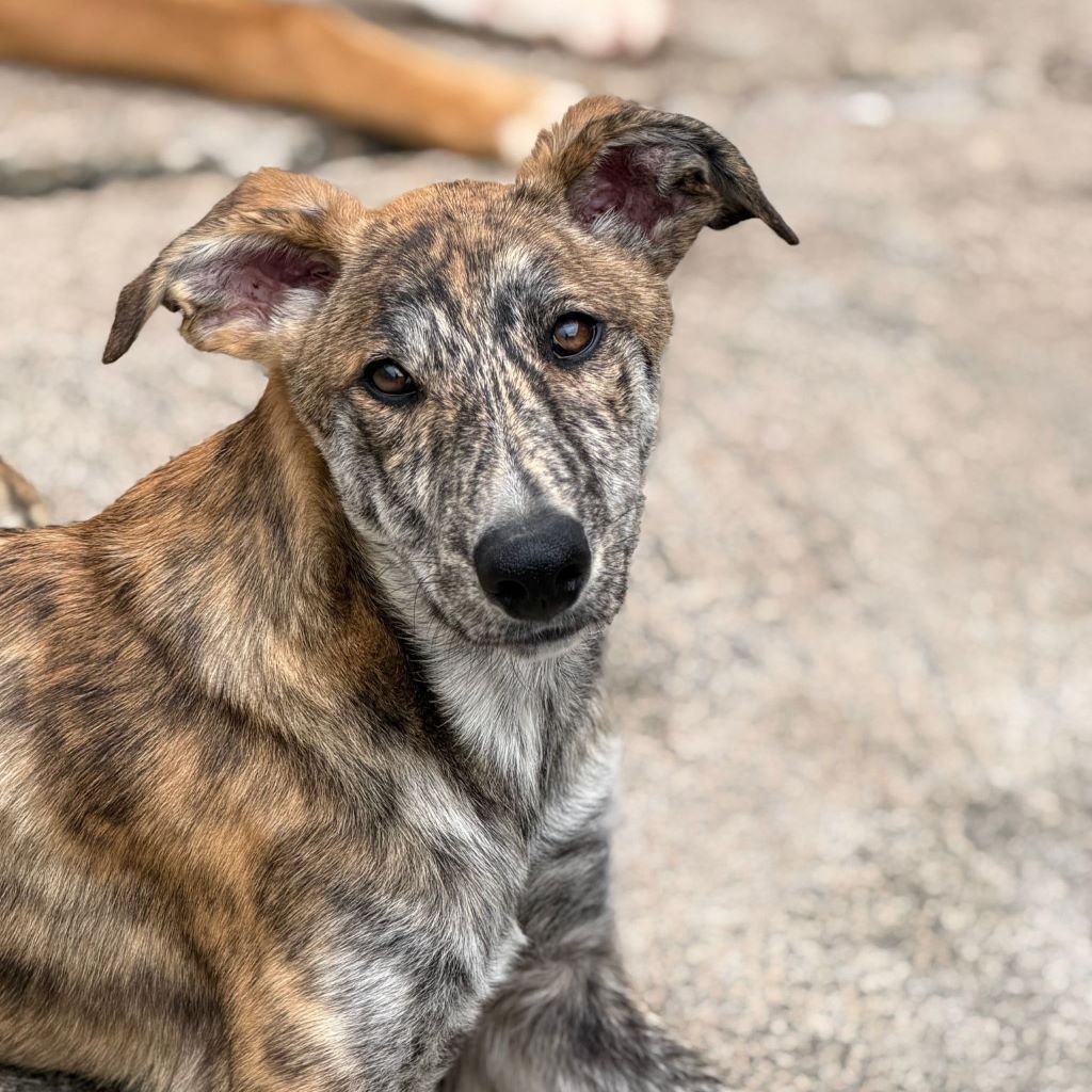 Collie Galgo Mischling Connar, 10/2025, Endgröße ca. 57 cm
