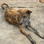 Collie Galgo Mischling Connar, 10/2025, Endgröße ca. 57 cm