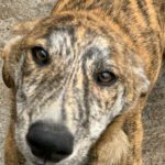 Collie Galgo Mischling Connar, 10/2025, Endgröße ca. 57 cm