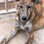 Collie Galgo Mischling Connar, 10/2025, Endgröße ca. 57 cm