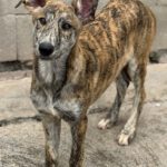 Collie Galgo Mischling Connar, 10/2025, Endgröße ca. 57 cm