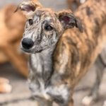 Collie Galgo Mischling Connar, 10/2025, Endgröße ca. 57 cm