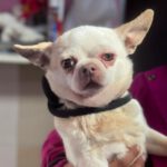 Chihuahua Copito, 12/2020, ca. 25 cm