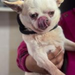 Chihuahua Copito, 12/2020, ca. 25 cm