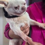 Chihuahua Copito, 12/2020, ca. 25 cm