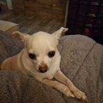 Chihuahua Copito, 02/2018, ca. 23 cm, 35753 Greifenstein