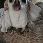 Chihuahua Copito, 02/2018, ca. 23 cm, 35753 Greifenstein