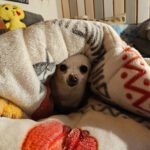 Chihuahua Copito, 02/2018, ca. 23 cm, 35753 Greifenstein