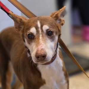 Podenco Coqui, 04/2013, ca. 40 cm