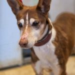 Podenco Coqui, 04/2013, ca. 40 cm