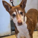 Podenco Coqui, 04/2013, ca. 40 cm